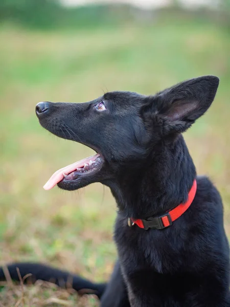 Portret van Zwarte Duitse herder op groen gras. — Stockfoto