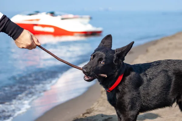 Porträt eines schwarzen Schäfers am schwarzen Sandstrand. — Stockfoto