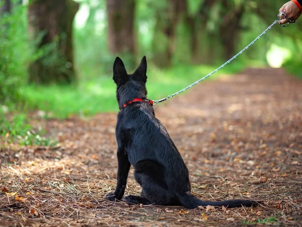 Portret van Zwarte Duitse herder in het park. — Stockfoto