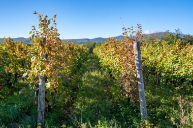Gürcistan 'ın üzüm bağları Kakheti, Telavi şaraphaneleri, Cau