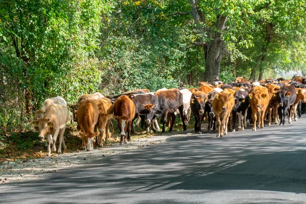 Vacas Marrones en el camino de Kakheti. Georgia. Animales. . — Foto de Stock