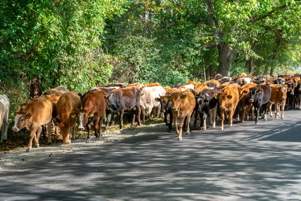 Vacas Marrones en el camino de Kakheti. Georgia. Animales. . — Foto de Stock