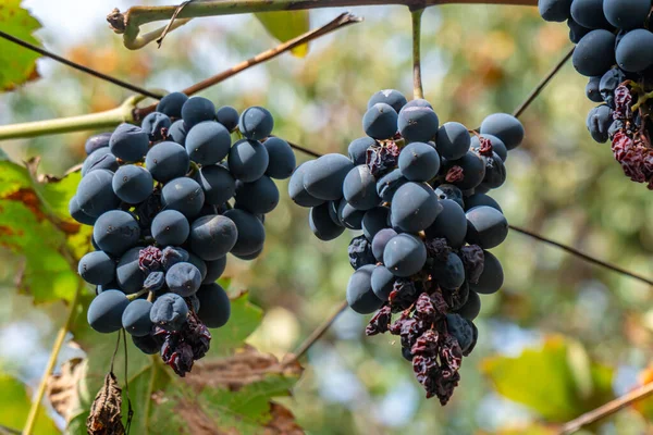 Uva azul en el jardín, vendimia, fruta . — Foto de Stock