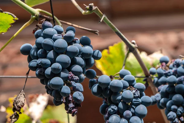 Uva azul en el jardín, vendimia, fruta . — Foto de Stock