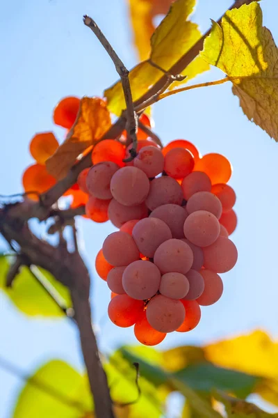 Červené hrozny na zahradě, sklizeň vinic, ovoce. — Stock fotografie