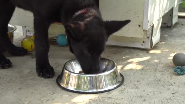 Schwarzer Schäferhund Isst Hundefutter Aus Einer Hundeschale — Stockvideo