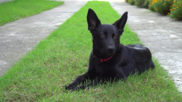 Schwarzer Schäferhund Auf Grünem Gras Tier — Stockvideo