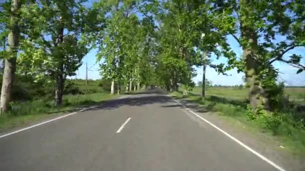 Estrada Entre Árvores Sycamore Aldeia Chaladidi — Vídeo de Stock