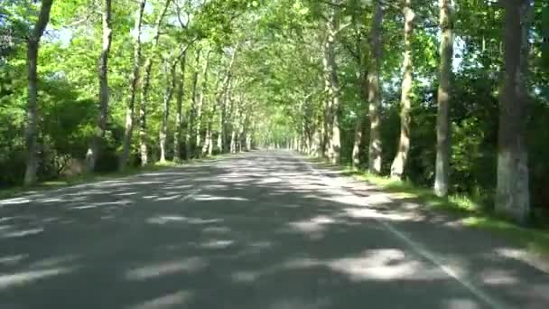 Road Sycamore Trees Village Chaladidi — Stock Video