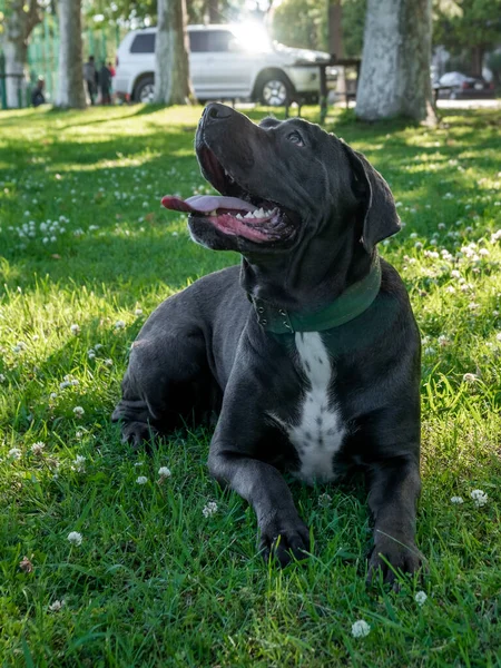 Black Young Cane Corso Dog Sit Green Grass Outdoor Shot — Stock Photo, Image