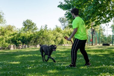 Sahibi ve hayvanıyla çimenlerde oynayan büyük, genç bir kamış gövdesi.