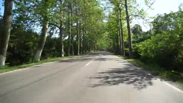 Estrada Entre Sicômoros Aldeia Chaladidi Geórgia — Vídeo de Stock