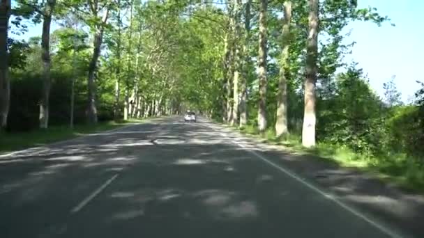 Δρόμος Μεταξύ Των Δέντρων Sycamore Στο Χωριό Χαλαδίδι Της Γεωργίας — Αρχείο Βίντεο