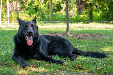 Yeşil çimlerin üzerinde siyah Alman çoban köpeği portresi. Hayvan.