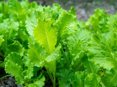 Bahçede yetişen taze yeşil salata yaprakları. Marul büyüyor.