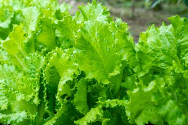 Bahçede yetişen taze yeşil salata yaprakları. Marul büyüyor.