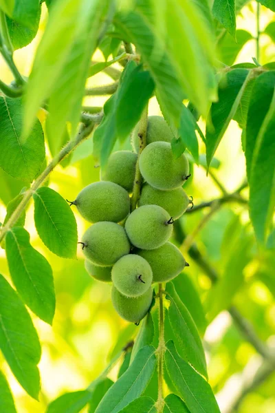 Nueces verdes en un árbol. Un montón de nueces en un árbol — Foto de Stock