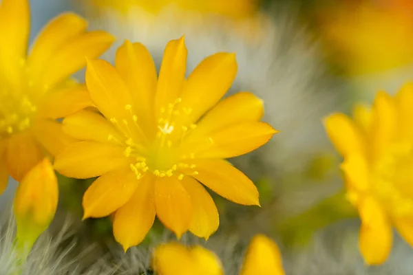 Gul Blomma Kaktus Närbild Blommande Tagg Växt Flora — Stockfoto