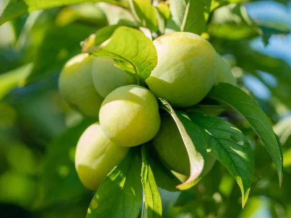 Branch with green plums in a garden, fruit, nature