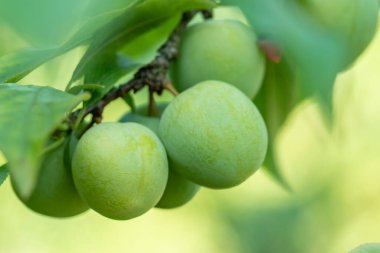 Bahçede yeşil erikli dal, meyve, doğa
