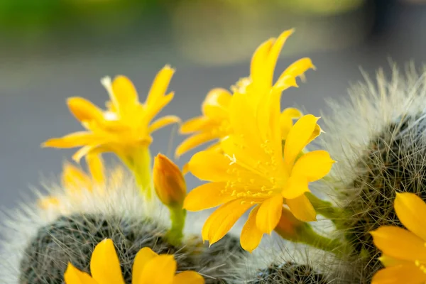 Flor Amarilla Cactus Primer Plano Planta Espinosa Floreciente Flora — Foto de Stock