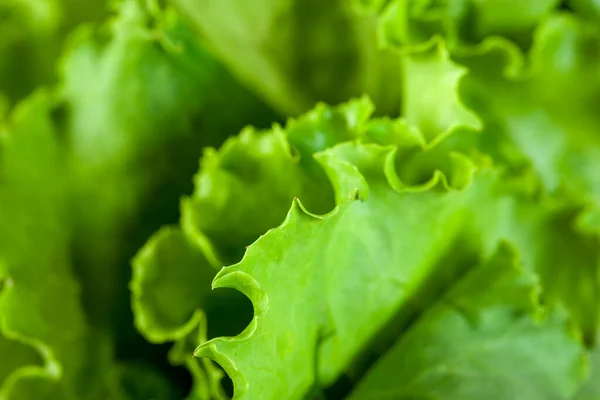 Folhas Salada Verdes Alface Fresca Close Vegetal Saudável — Fotografia de Stock