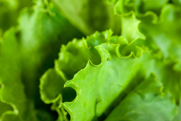 fresh lettuce green salad leaves close-up, healthy vegetable