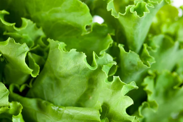 Folhas Salada Verdes Alface Fresca Close Vegetal Saudável — Fotografia de Stock