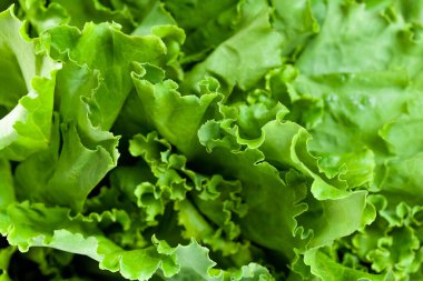 Taze marul yeşili salata yaprakları yakın plan, sağlıklı sebze.