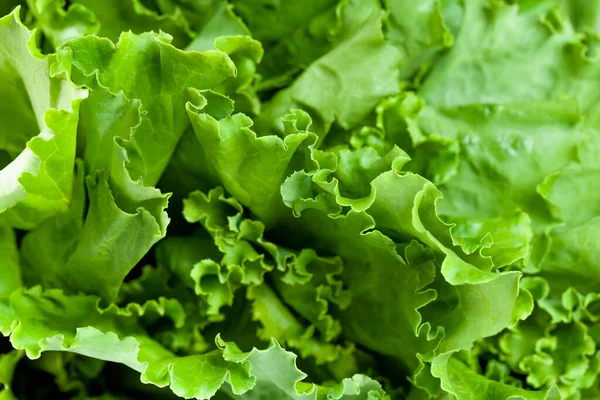 Folhas Salada Verdes Alface Fresca Close Vegetal Saudável — Fotografia de Stock