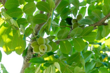 Ağaçtaki yeşil cevizler. Ağaçta bir sürü fındık, doğa.