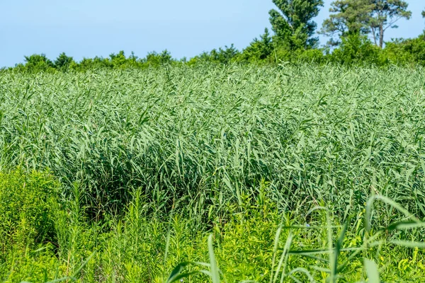 Reed Verde Fresco Pelo Rio Rioni Poti Natureza — Fotografia de Stock