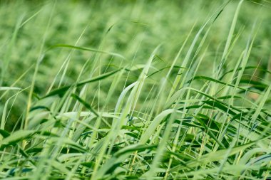 Rioni nehrinin yanında taze yeşil kamış, Poti, doğa.