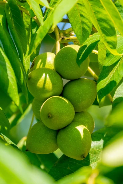 Nueces Verdes Árbol Montón Nueces Árbol Naturaleza — Foto de Stock