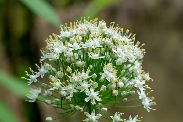 Sarımsak Soğanı Çiçeğinin Seçici Odak Noktası Bitki — Stok fotoğraf