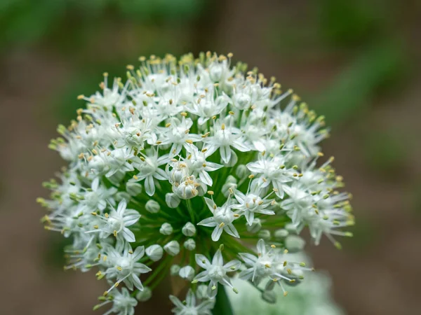 Selektivní Zaměření Česneku Pažitka Květ Rostlina — Stock fotografie
