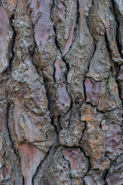 Relief Textuur Achtergrond Van Schors Van Dennenboom Natuur — Stockfoto