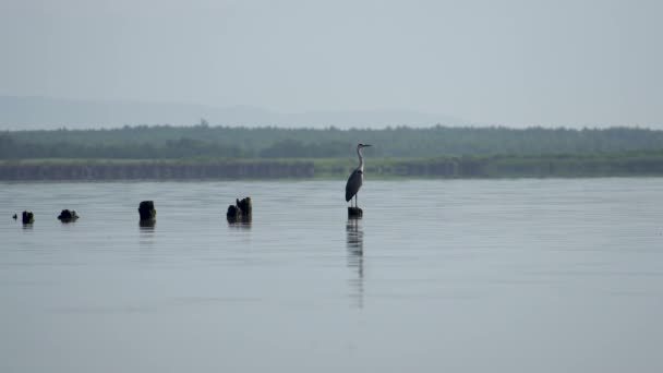 那只灰色的鲱鱼鸟站在Paliastomi湖上 望着日出 — 图库视频影像