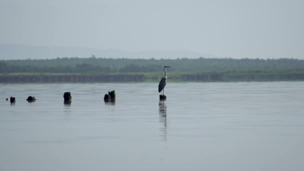 Pájaro Garza Gris Encuentra Lago Paliastomi Mirando Amanecer — Vídeos de Stock