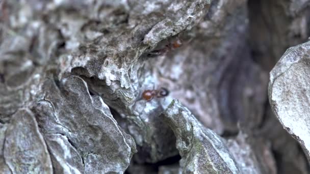 Semut Hutan Berjalan Sepanjang Kulit Pohon Pinus — Stok Video
