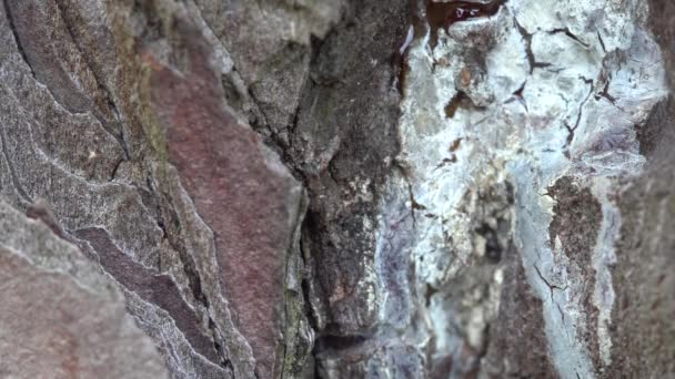 Ormandaki Karıncalar Çam Kabuğu Boyunca Yürür — Stok video