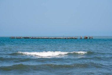 Deniz manzarası, beton bir dalganın üzerindeki martılar. Karadeniz, Poti. Peyzaj