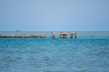 Deniz manzarası, beton bir dalganın üzerindeki martılar. Karadeniz, Poti. Peyzaj