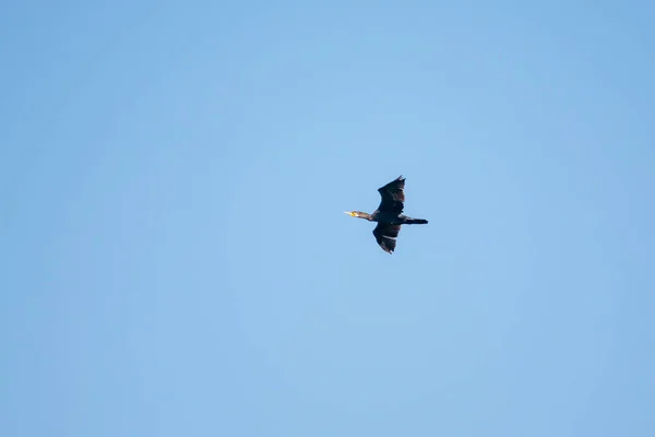 Zwarte Aalscholver Vliegt Lucht Wilde Dieren Vogel — Stockfoto