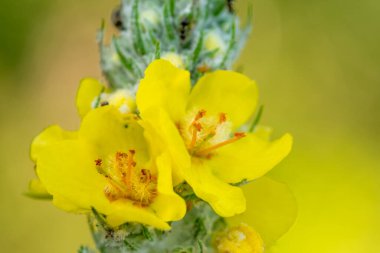 Doğadaki güzel sarı çiçek Bokeh arka planı, flora