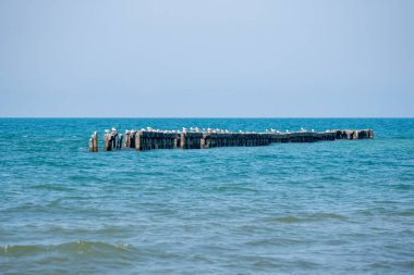 Deniz manzarası, beton bir dalganın üzerindeki martılar. Karadeniz, Poti. Peyzaj