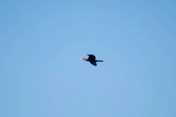 Schwarzer Kormoran Fliegt Den Himmel Wildtiere Vogel — Stockfoto