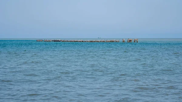 Krajina Moře Racci Betonu Breakwater Černé Moře Poti Krajina — Stock fotografie