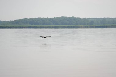 Gürcistan 'da Paliastomi Gölü yakınlarında havada uçan beyaz bir vinç. Peyzaj