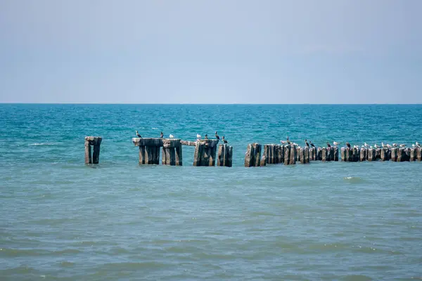 海の風景は 具体的な防波堤にカモメ ポティ — ストック写真